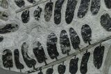 Carboniferous Fossil Fern (Neuropteris) Plate - France #338495-1